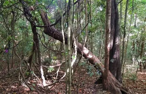 Jammukolana and Ironwood Forest Dambulla